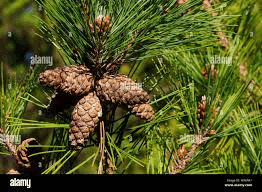 Maritime Pine Tree (Pinus Pinaster)